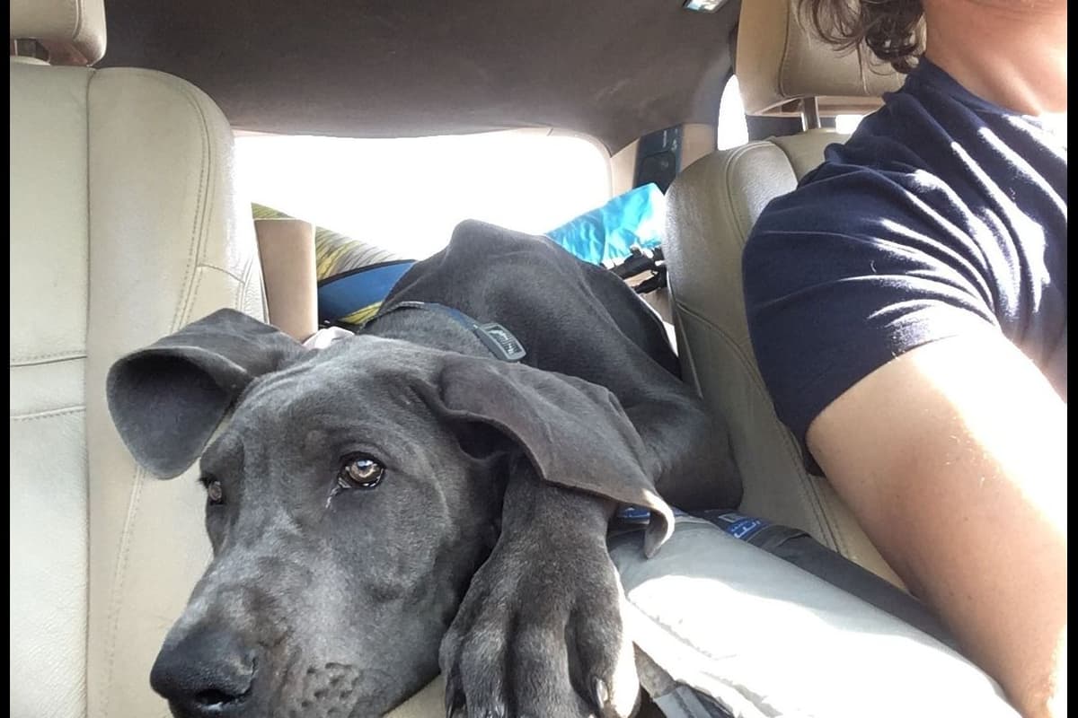 Great Dane Puppies Euro Lineage breeder image 2