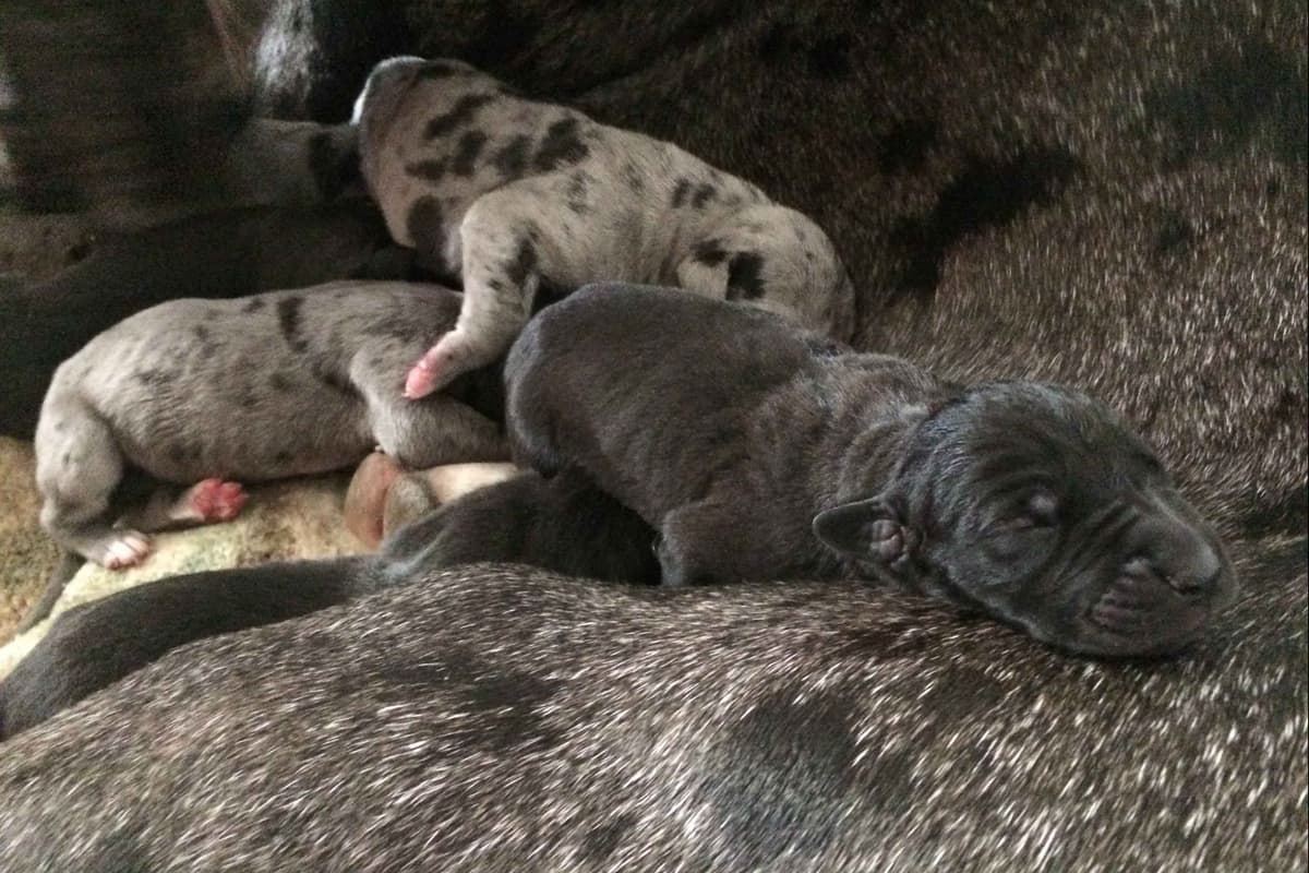 Great Dane Puppies Euro Lineage breeder image 5