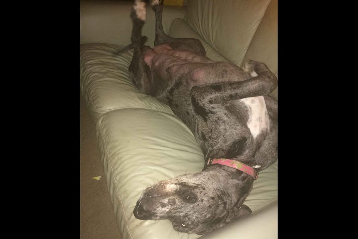 Great Dane Puppies Euro Lineage breeder image 6