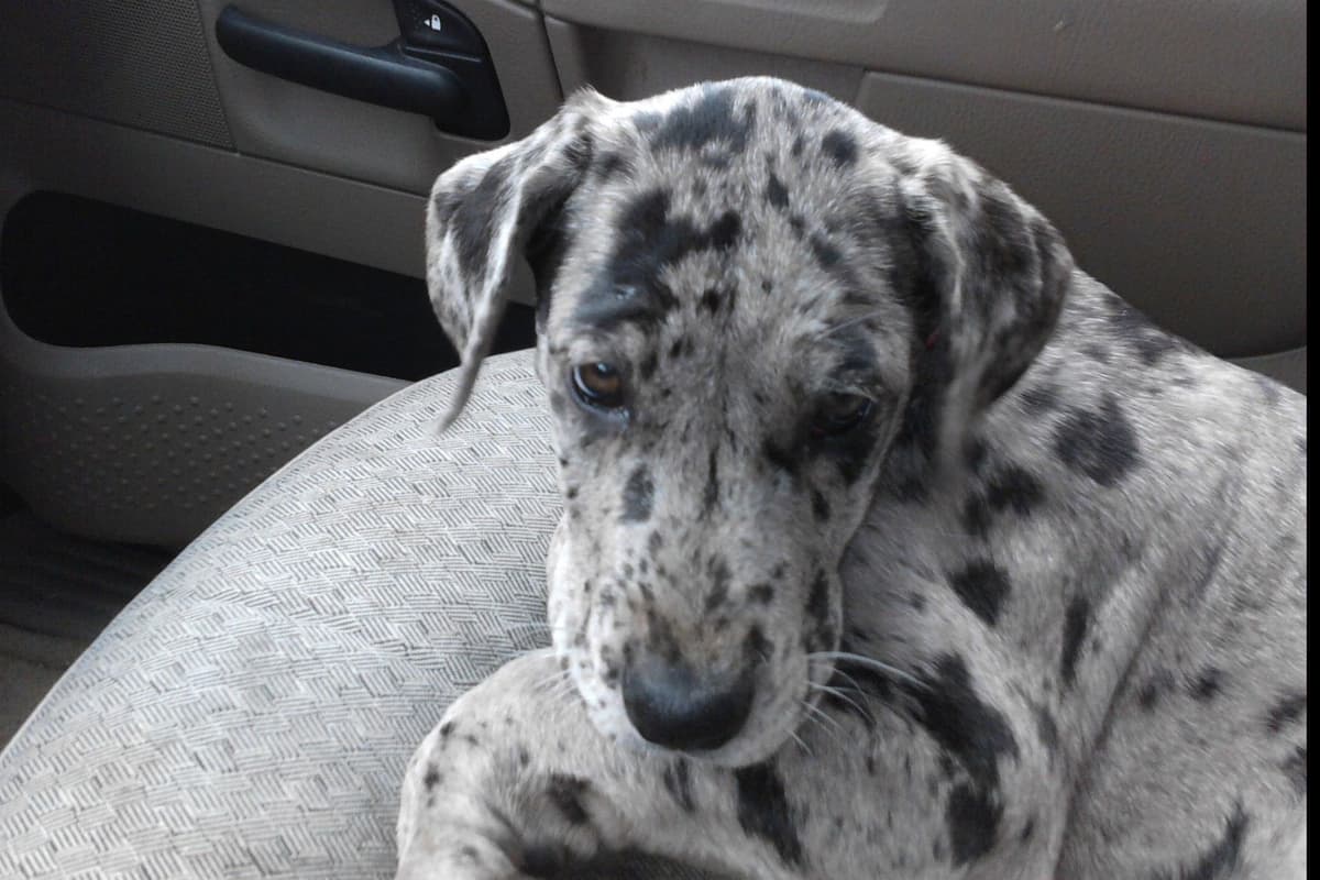 Great Dane Puppies Euro Lineage breeder image 7