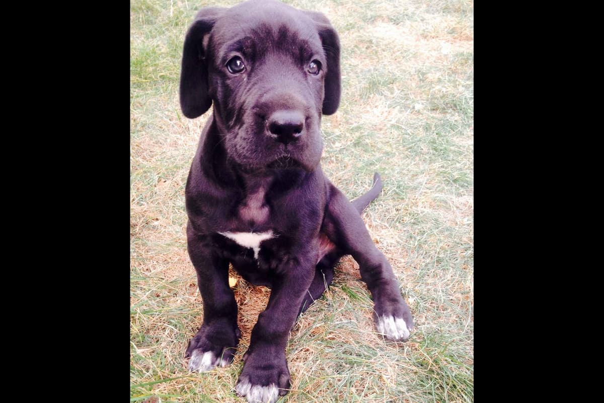 Great Dane Puppies Euro Lineage breeder image 10