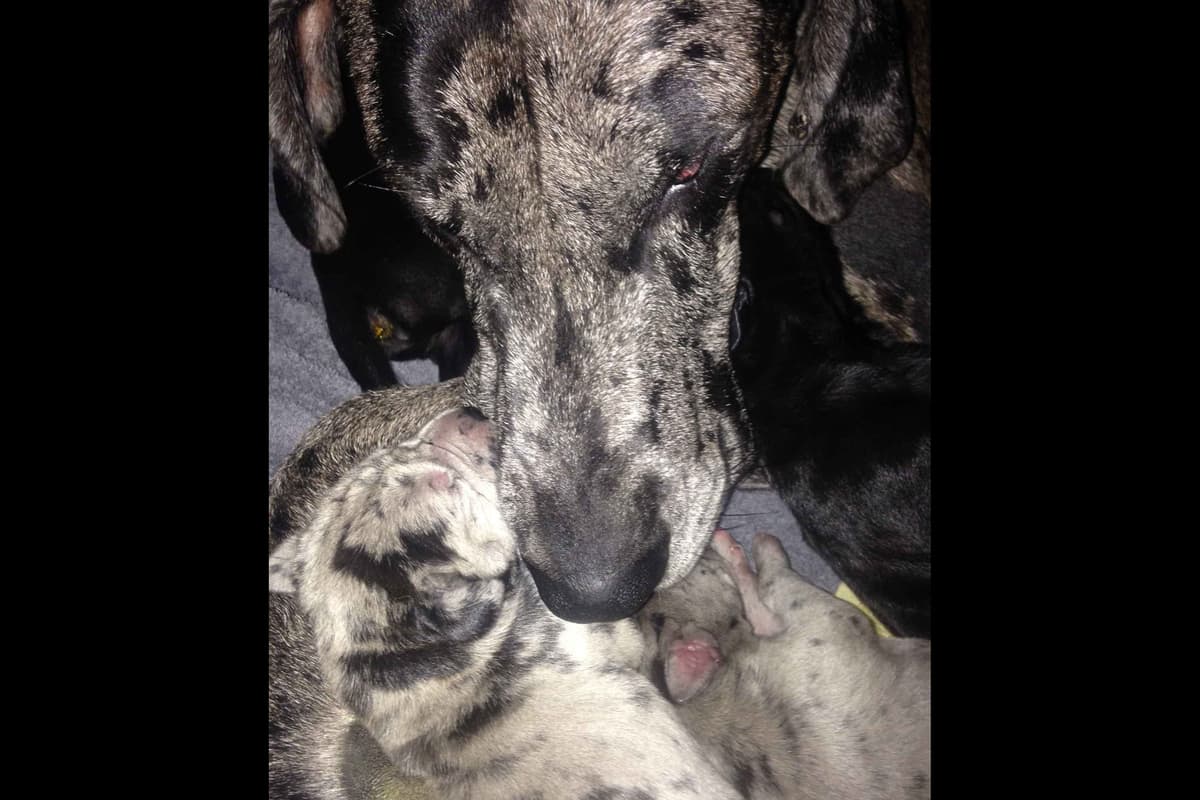 Great Dane Puppies Euro Lineage breeder image 11