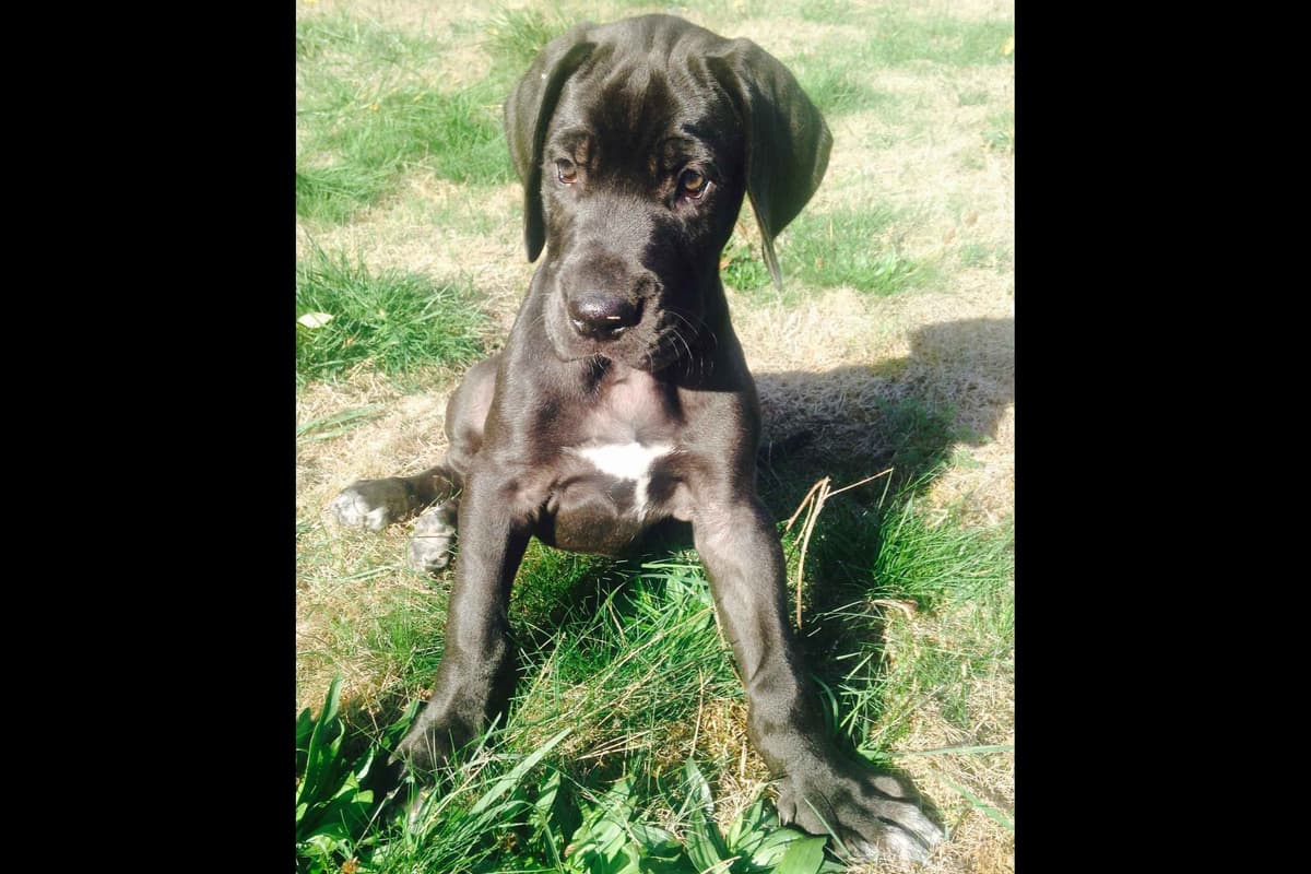 Great Dane Puppies Euro Lineage breeder image 13