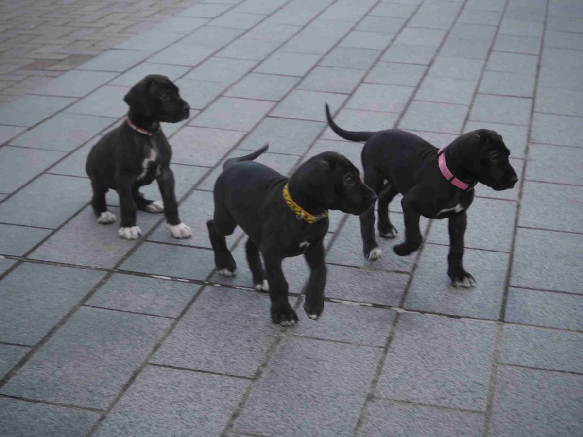 Great Dane Puppies Euro Lineage breeder image 15