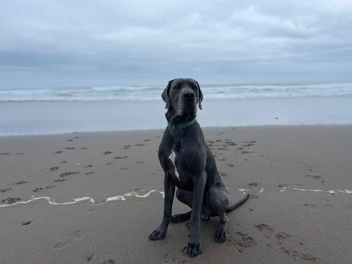 Great Dane Puppies Euro Lineage breeder image 16