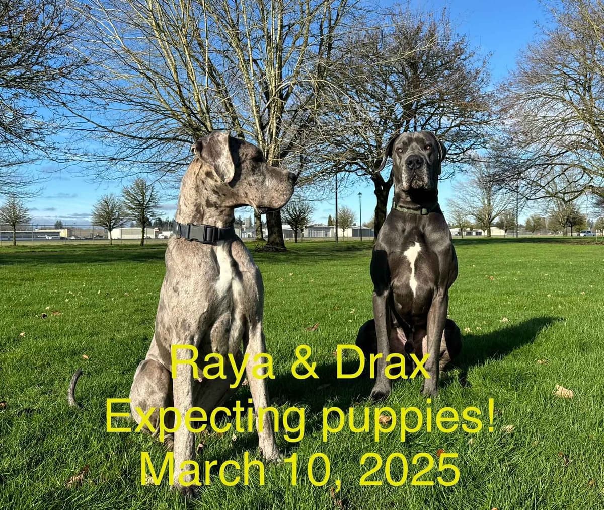 Great Dane Puppies Euro Lineage breeder image 17