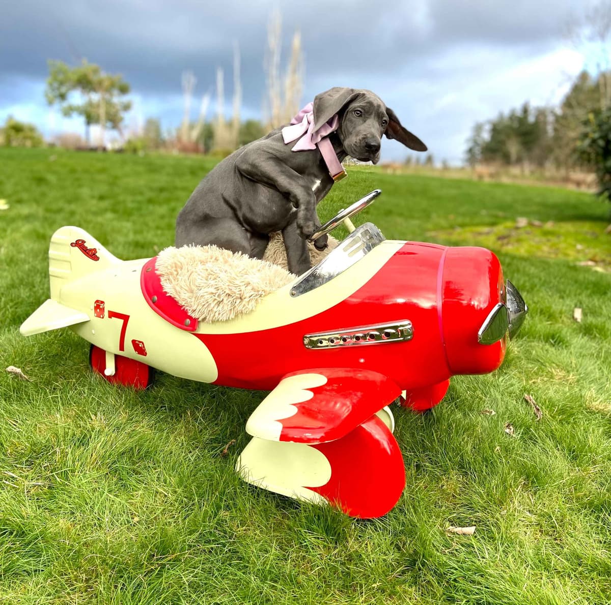 Great Dane Puppies Euro Lineage breeder image 18
