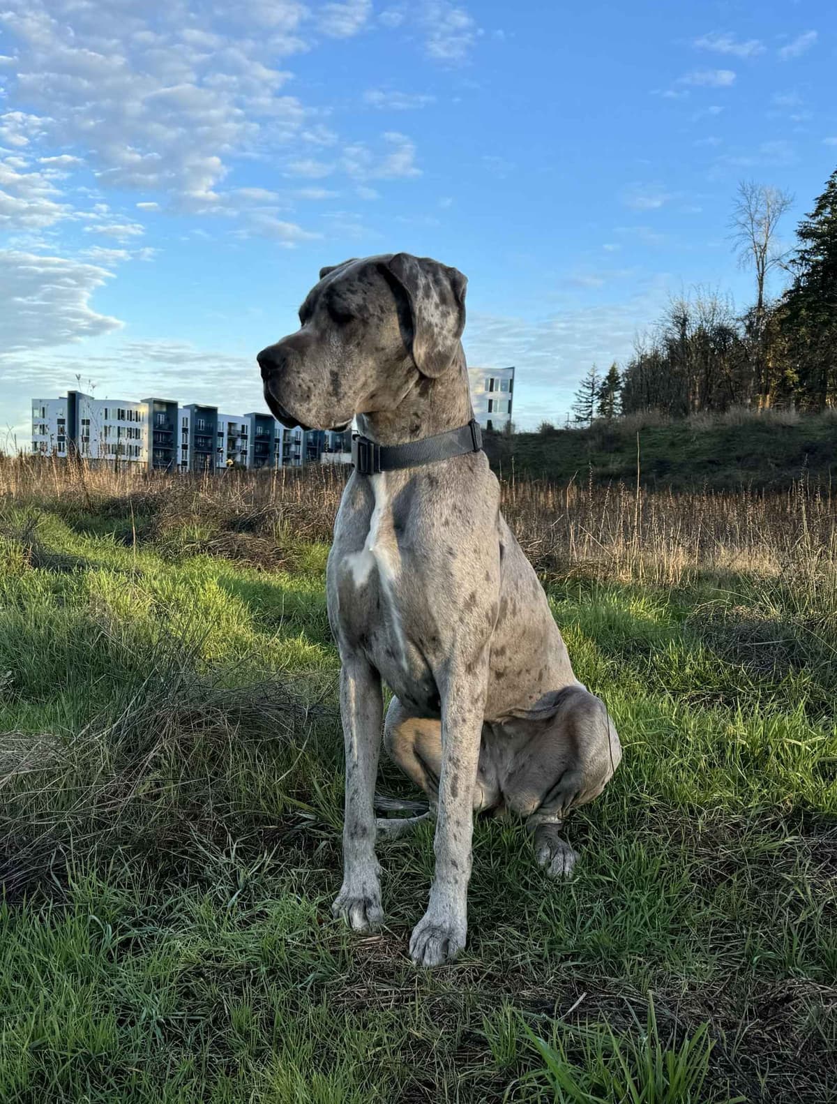 Great Dane Puppies Euro Lineage breeder image 20