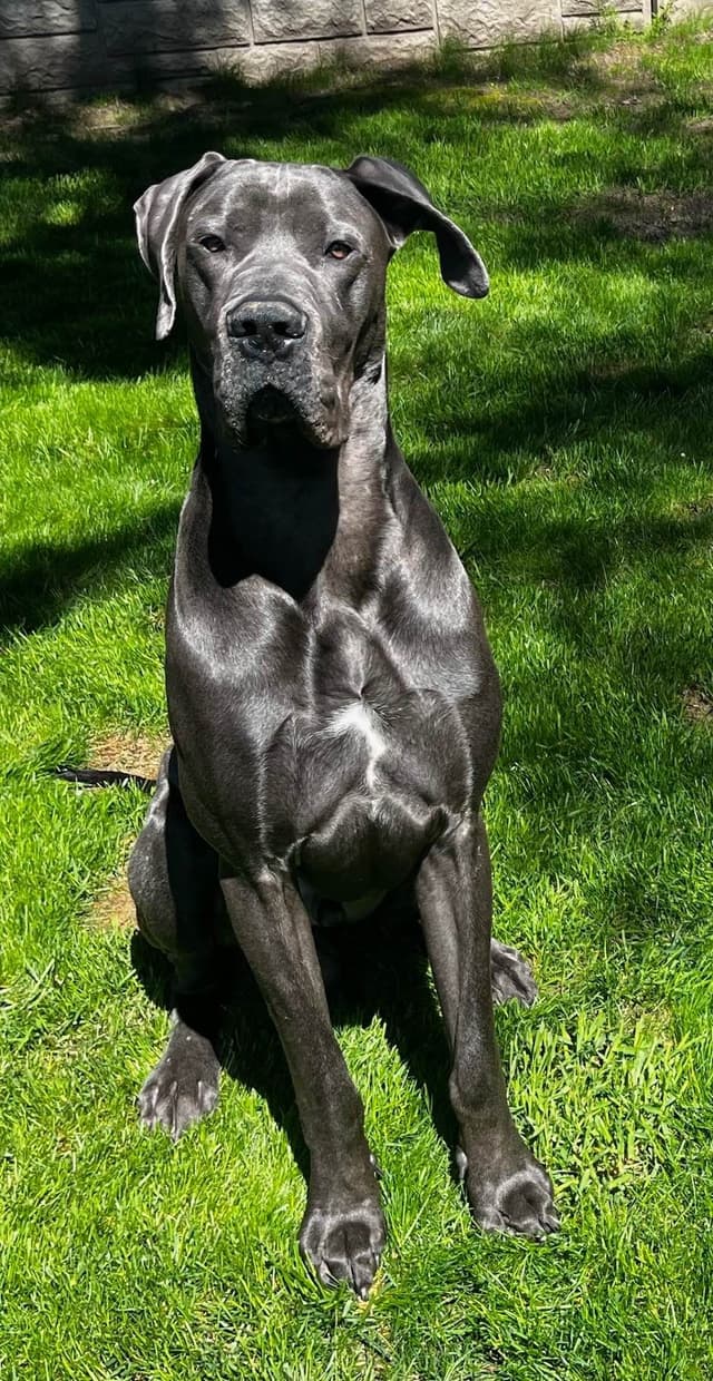 Great Dane Puppies Euro Lineage media 3