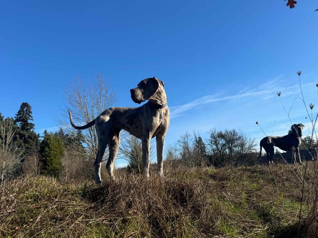 Great Dane Puppies Euro Lineage media 4