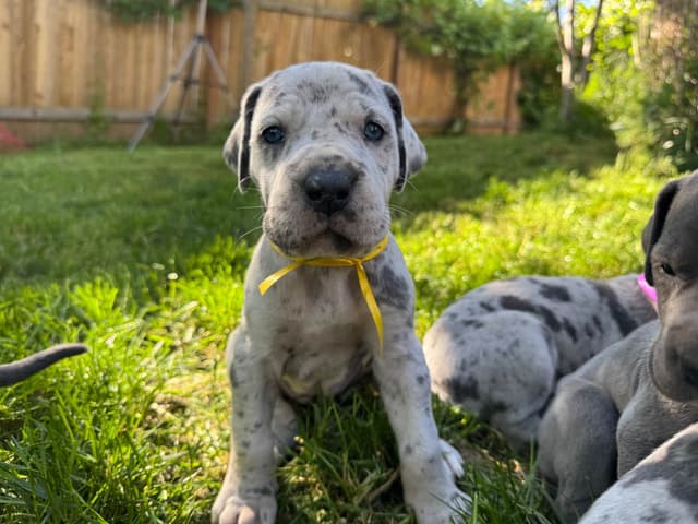 Great Dane Puppies Euro Lineage media 6