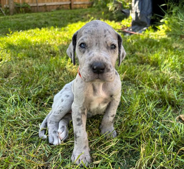 Great Dane Puppies Euro Lineage media 2