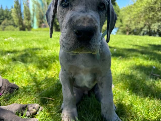 Great Dane Puppies Euro Lineage media 7