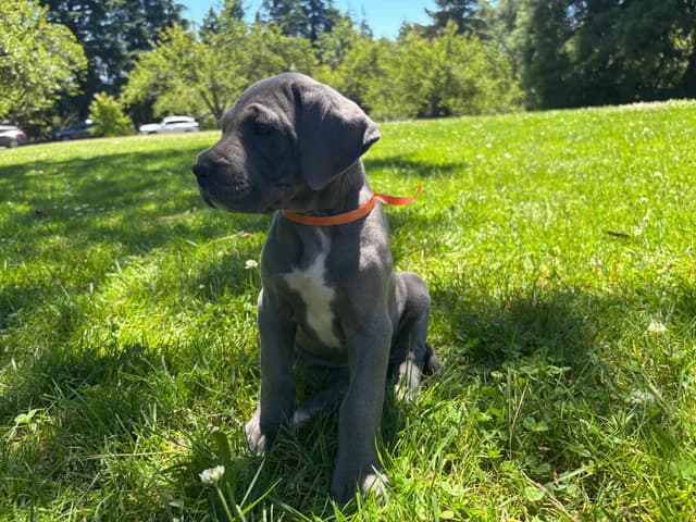 Great Dane Puppies Euro Lineage media 8
