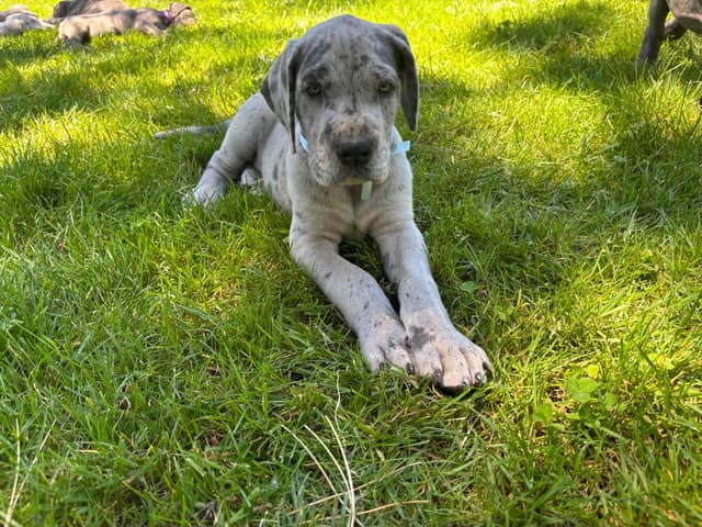Great Dane Puppies Euro Lineage media 9