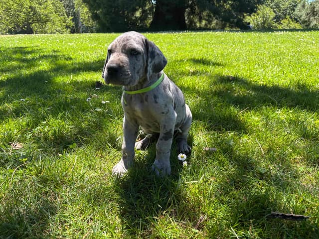 Great Dane Puppies Euro Lineage media 10