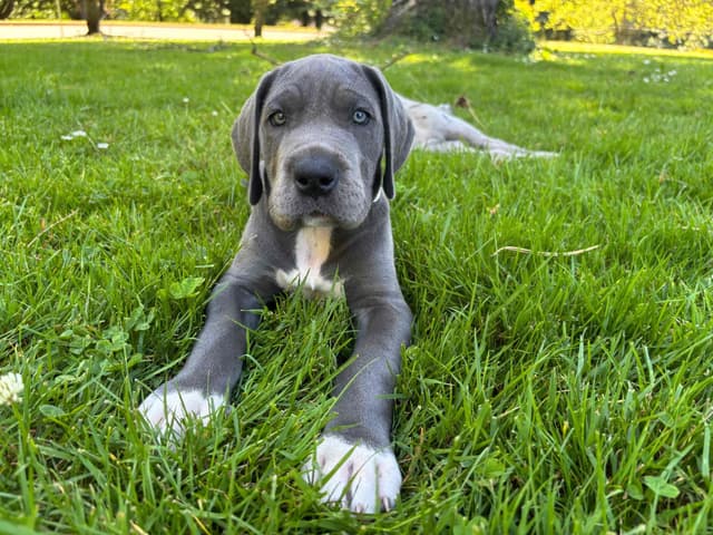 Great Dane Puppies Euro Lineage media 11