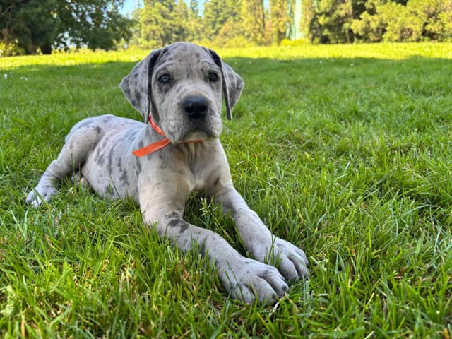 Great Dane Puppies Euro Lineage media 12