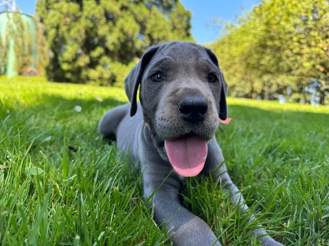 Great Dane Puppies Euro Lineage media 13