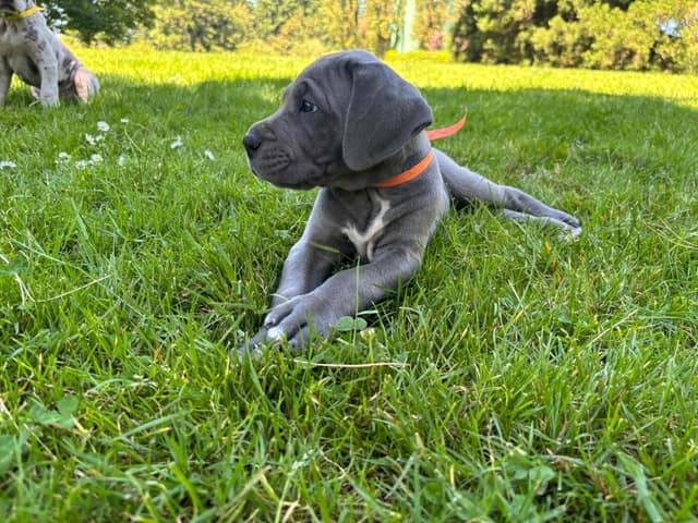 Great Dane Puppies Euro Lineage media 15