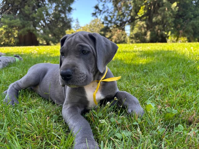 Great Dane Puppies Euro Lineage media 16