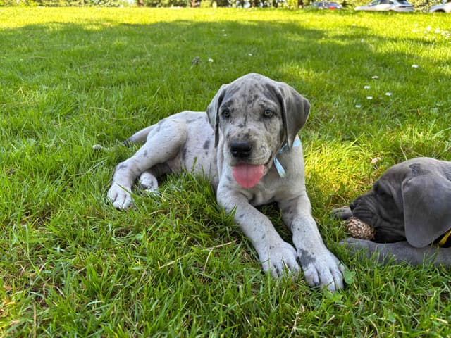 Great Dane Puppies Euro Lineage media 17