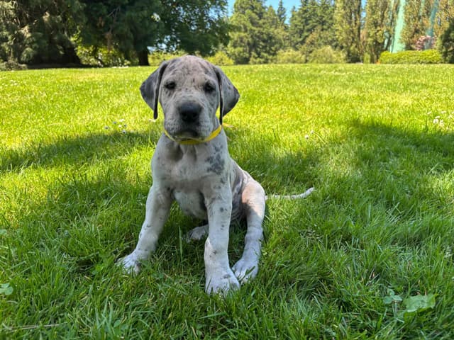 Great Dane Puppies Euro Lineage media 18