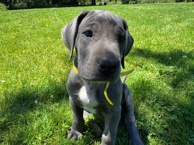 Great Dane Puppies Euro Lineage media 19