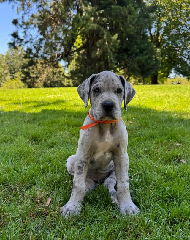 Great Dane Puppies Euro Lineage media 20