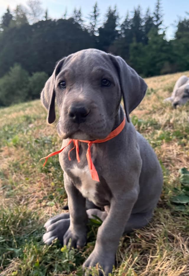 Great Dane Puppies Euro Lineage media 21