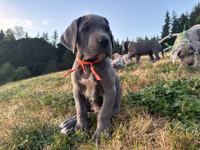 Great Dane Puppies Euro Lineage media 22