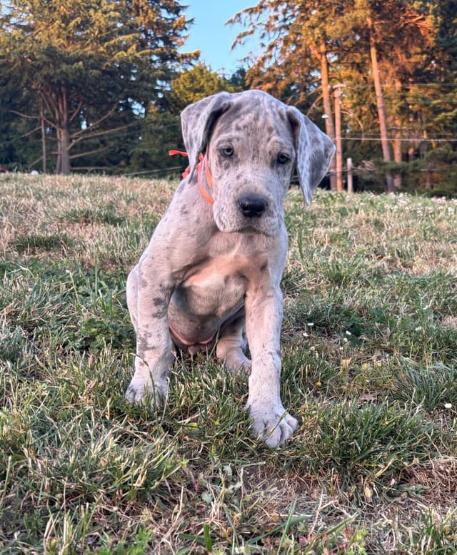 Great Dane Puppies Euro Lineage media 23