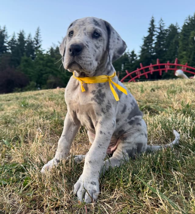Great Dane Puppies Euro Lineage media 25