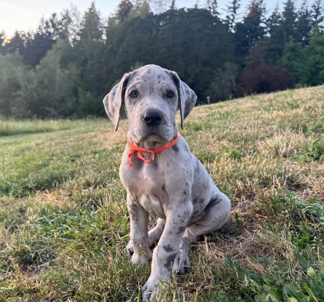 Great Dane Puppies Euro Lineage media 26