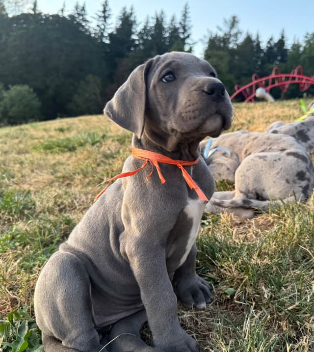 Great Dane Puppies Euro Lineage media 24