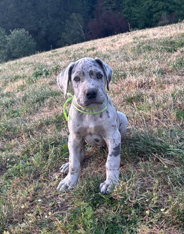 Great Dane Puppies Euro Lineage media 27