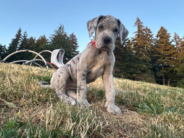 Great Dane Puppies Euro Lineage media 28