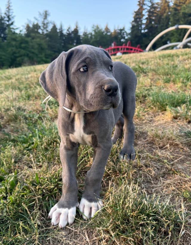 Great Dane Puppies Euro Lineage media 29