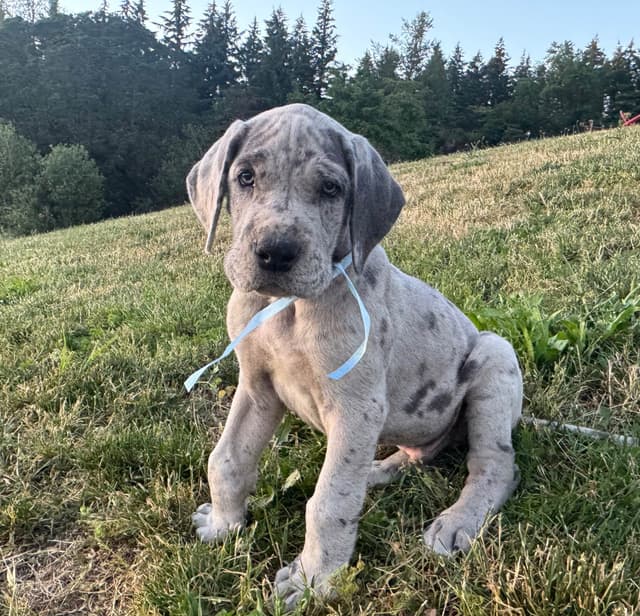 Great Dane Puppies Euro Lineage media 30