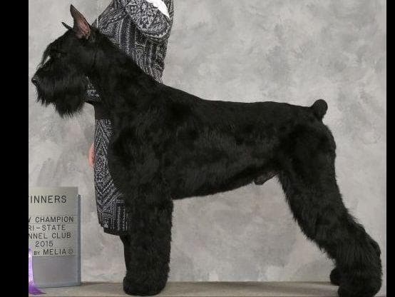 Giant Schnauzer Puppies breeder image 1