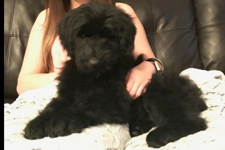 Giant Schnauzer Puppies breeder image 6