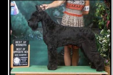 Giant Schnauzer Puppies breeder image 5