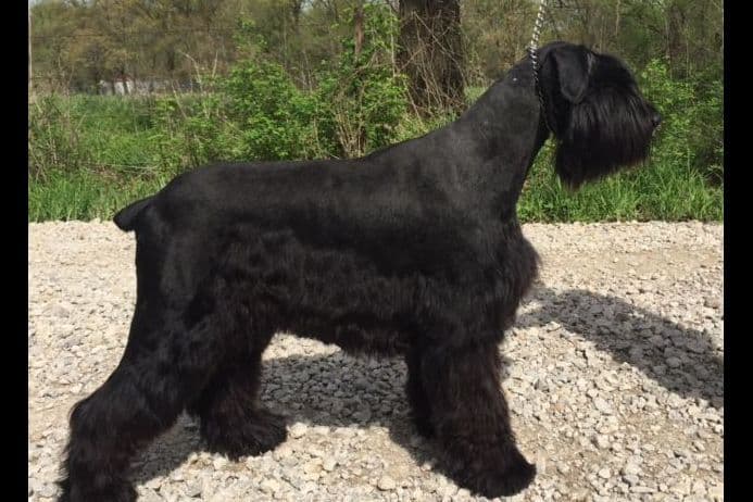 Giant Schnauzer Puppies breeder image 4