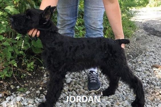 Giant Schnauzer Puppies breeder image 3