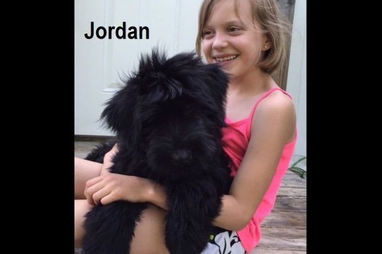 Giant Schnauzer Puppies breeder image 2