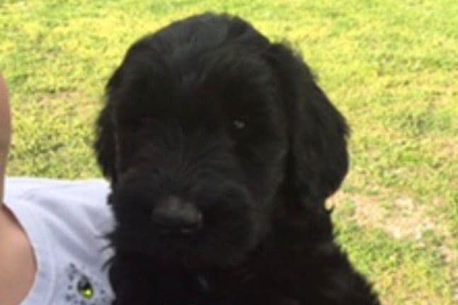 Giant Schnauzer Puppies breeder image 7