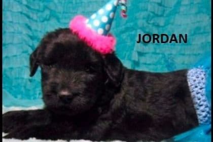 Giant Schnauzer Puppies breeder image 8