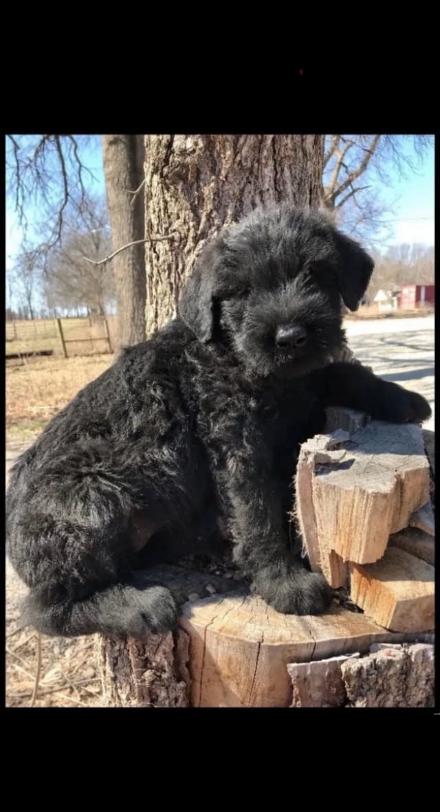 Giant Schnauzer Puppies media 2