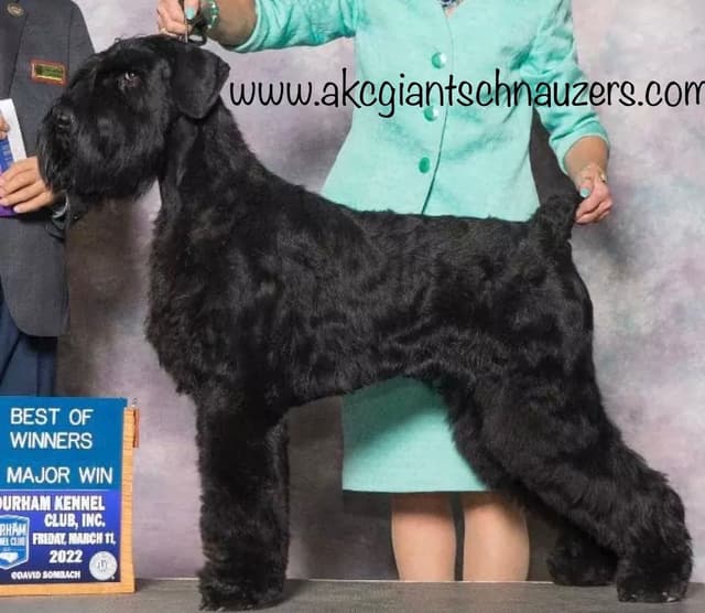 Giant Schnauzer Puppies media 3