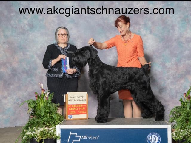 Giant Schnauzer Puppies media 4